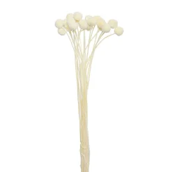 Preserved Dried Billy Button Bunch 20 Stems White