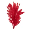 Preserved Dried Ming Fern Bunch 90g Red