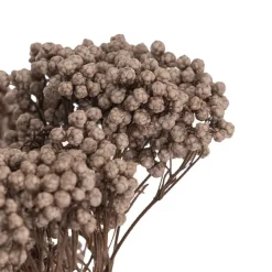 Preserved Dried Rice Flower Bunch 70g Soft Brown