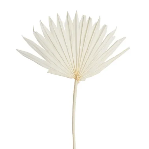 Preserved Dried Sun Cut Palm Leaf Bleach White (40-45cmH)