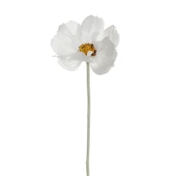 Queen Cosmos Stem White (12cmDx56cmH)