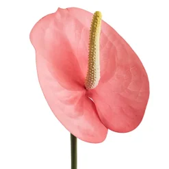 Real Touch Anthurium Soft Pink (63cmH)