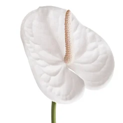Real Touch Anthurium White (63cmH)