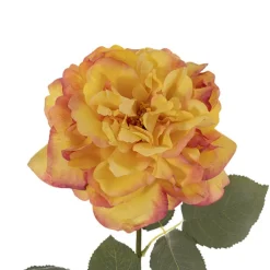 Rose Gruss An Aachen Stem Yellow (68cmH)