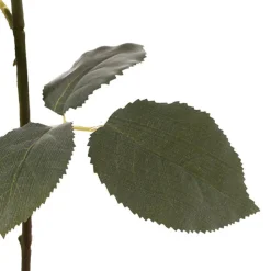 Rose Gruss An Aachen Stem Yellow (68cmH)