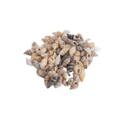 Shells Conches Assorted Natural (250gm Jar)
