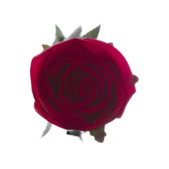 Siena Silk Rose Large Bud Half Open Red (66cmH)