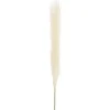 Single Stem Pampas Spray Off White (70cmH)