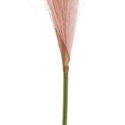 Single Stem Pampas Spray Soft Pink (70cmH)