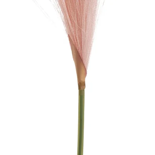 Single Stem Pampas Spray Soft Pink (70cmH)
