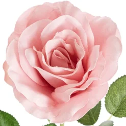 Sophie Open Rose Stem Dusty Pink (11.5cmDx51cmH)