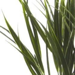 Spear Grass Bunch Green (38cmH)