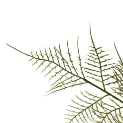 Sprenger's Asparagus Fern Spray Green (80cmH)