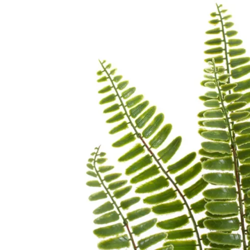 Sword Fern Spray Green (71cmH)